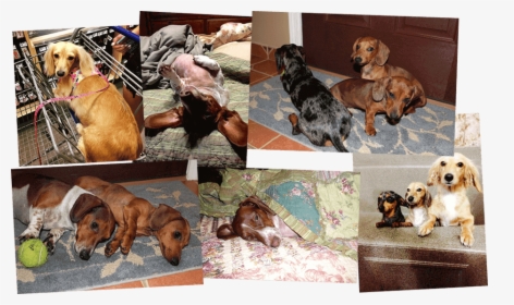 Dachshund Puppies Corpus Christi Texas"onerror='this.onerror=null; this.remove();' XYZ=" - Companion Dog, HD Png Download, Free Download